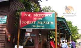 forest-museum-andaman