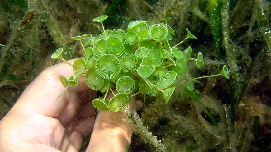 New algal species